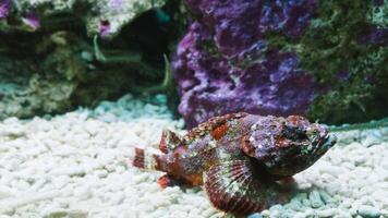 Frogfish Antennarius. Amazing underwater world, frog fish marine creature photo