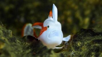 Frogfish Antennarius. Amazing underwater world, frog fish marine creature photo