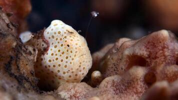 Frogfish Antennarius. Amazing underwater world, frog fish marine creature photo