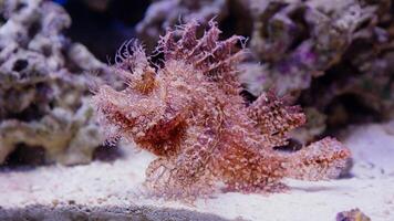 Frogfish Antennarius. Amazing underwater world, frog fish marine creature photo