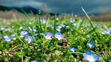 Blue flowers on meadow, spring, blossom photo