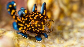 Frogfish Antennarius. Amazing underwater world, frog fish marine creature photo