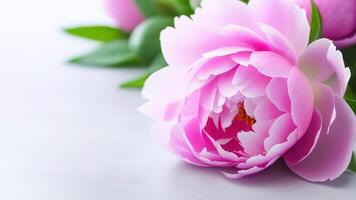 Pink peonies banner on the right side banner grey solid background space for text copy space close up flowerspetals leaves garden flowers photo