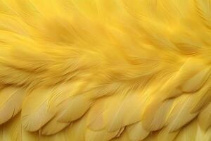 Yellow Feathers Background, Yellow feathers pattern, feathers background, feathers wallpaper, bird feathers pattern, photo