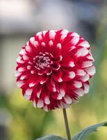 dalia pinnata es un especies en el género dalia, familia asteráceas, con el común nombre jardín dalia.floreciendo rojo flor. foto