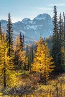 bosque paisaje en otoño colores foto