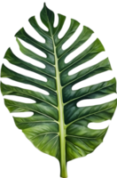 AI generated Watercolor painting of the Alocasia Amazonica leaf. png