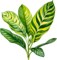 ai généré aquarelle La peinture de le citron citron vert Maranta leuconeura plante. png