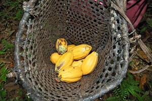 paneiro with harvested cocoa photo