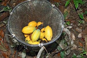 paneiro with harvested cocoa photo