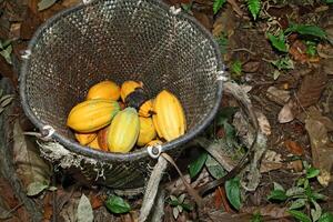 paneiro with harvested cocoa photo