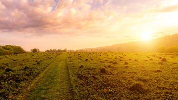 Sunset or dawn in a field with green grass and willows in the background. Early summer or spring. photo