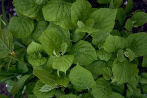 textura de joven hortensia hojas, pantalla ahorrador para teléfono inteligente foto