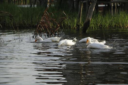 ganso nadando en el agua foto