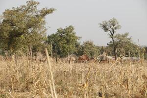 Village in the north of Benin with the name Kalale. The tribal people have their own language and live from farming. Many houses are mud houses. photo