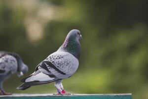 male homing pigeon standing on home loft trap against green blur background photo