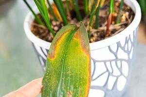 Problems in the cultivation of domestic plants Problems in cultivation of domestic plants aspidistra - leaves affected by sunburn and frostbit, yellow and dry tips, overflow of plant, rotting of roots photo