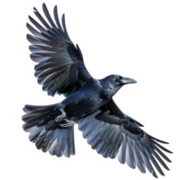 Flying American Crow Bird png