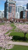 david lam parco yaletown bellissimo parco nel vancouver alto grattacieli persone a piedi nel primavera Pacifico oceano molo ciclisti sole chiaro cielo fioritura ciliegia chiaro soleggiato giorno gabbiani volare riposo fine settimana video