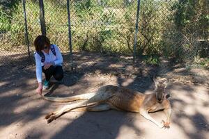 Beautiful girl with kangaroo in the national park, Brisbane, Australia photo