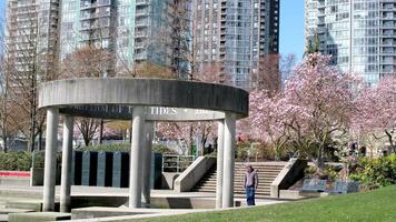 david lam park yaletown mooi park in Vancouver hoog wolkenkrabbers mensen wandelen in voorjaar grote Oceaan oceaan steiger fietsers zon Doorzichtig lucht bloeiende kers Doorzichtig zonnig dag meeuwen vlieg rust uit weekend video