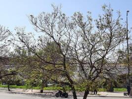 Abha, Saudi Arabia, 12 April 2024 - A beautiful view of trees and grass in a park near the famous The Art Street in Abha, Saudi Arabia. photo