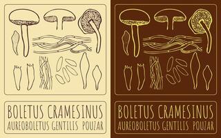 Drawing BOLETUS CRAMESINUS. Hand drawn illustration. The Latin name is AUREOBOLETUS GENTILIS POUZAR. vector