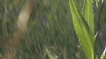 ein Heuschrecke mit ein lange Schnurrbart sitzt auf dünn Grün Gras. kreativ. Makro Fotografie wo ein klein Schmied sitzt im das Gras und es Regen und dann endet. video