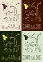 Set of drawing SUILLUS CAVIPES in various colors. Hand drawn illustration. The Latin name is BOLETINUS CAVIPES KALCHBR. vector