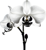 uma Preto e branco orquídea amigo gerado por ai. png