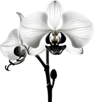 A black and white orchid bud. AI-Generated. png