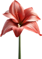 Amaryllis Clip Art. ein süß Amaryllis Blume Symbol. KI-generiert. png