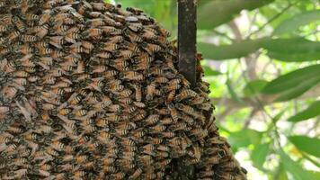 cerca arriba de Colmena lleno de abejas, un miel abeja es un eusocial volador insecto dentro el género apis de el abeja clado, todas nativo a euroasia video