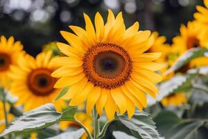 Sunflower field stretching as far as the eye csee, golden seof petals swaying in the summer breeze photo