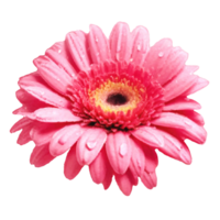 Blume Sammlung Illustration Elemente,generiert ai. png