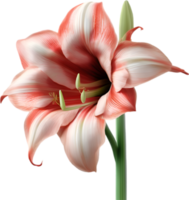 Amaryllis clipart. A cute Amaryllis flower icon. AI-Generated. png