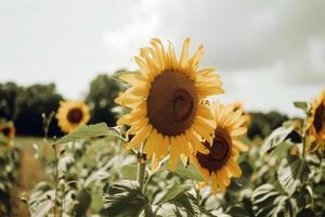 girasol campo extensión como lejos como el ojo cver, dorado seof pétalos balanceo en el verano brisa foto