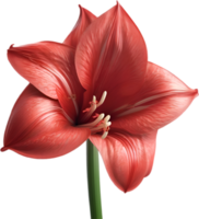 Amaryllis Clip Art. ein süß Amaryllis Blume Symbol. KI-generiert. png