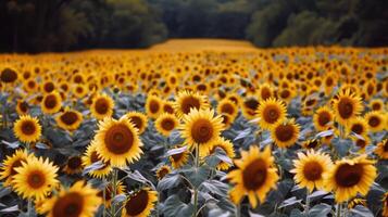 Sunflower field stretching as far as the eye csee, golden seof petals swaying in the summer breeze photo