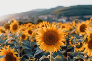 Sunflower field stretching as far as the eye csee, golden seof petals swaying in the summer breeze photo