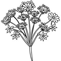 Queen Anne Lace flower outline illustration coloring book page design, Queen Anne Lace flower black and white line art drawing coloring book pages for children and adults vector