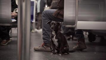 perro y propietarios pies en el subterraneo en Munich, Alemania. viaje en público transporte con animales en Europa. canino en el bayerische ferrocarril. hund en der tu bahn en deutschland metro y animales video