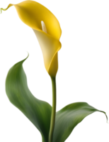 Close-up of a calla lily in a minimalist style. AI-Generated. png