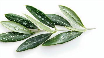 3d Flat cartoon style as Olive leaf with morning dew isolated on white background concept as A sleek olive leaf with morning dew isolated on a white background highlighting its nar photo