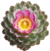 A vibrant cactus flower in full bloom. Ai-generated. png