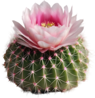 A vibrant cactus flower in full bloom. Ai-generated. png