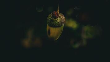 Detailed Macro Shot of European Oak Leaf and Acorn photo