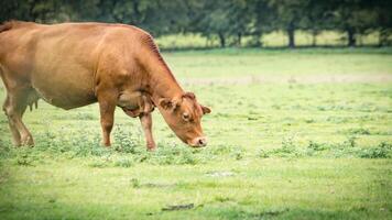 Rural Meadow Grazing Brown Cattle in Green Pasture photo