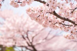 Beautiful cherry blossom sakura flower spring season in japan. AI Generative Pro Photo