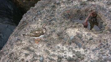 uma turnstone pássaro em a rochoso costa do tenerife. video